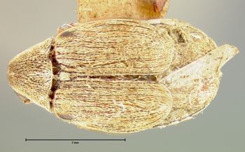 Media type: image;   Entomology 4471 Aspect: habitus dorsal view